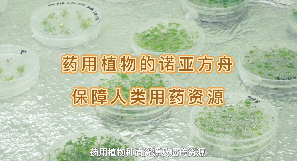 药用植物的诺亚方舟，保险人类药用资源