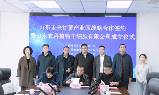 聚力种业创新，共筑薯业将来 | 永信贵宾会217集团携手战术同伴，共建“山东将来番薯产业园”
